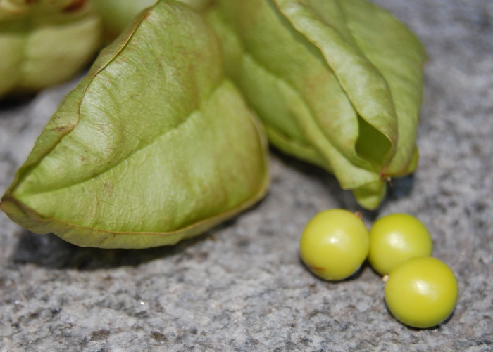 Golden Rain Pods and Fruit